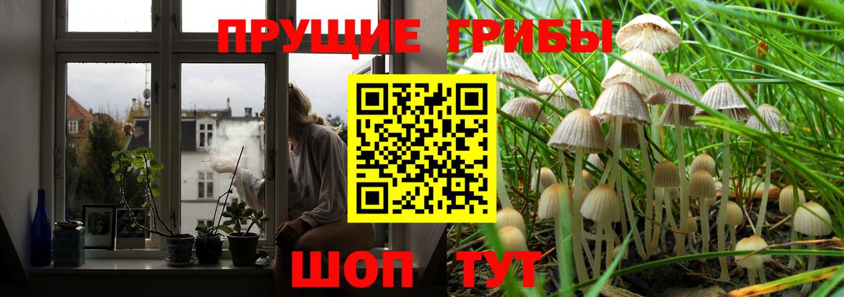 купить наркотики сайты  Псилоцибиновые грибы мухоморы  Вход с VPN  Сосновый Бор 