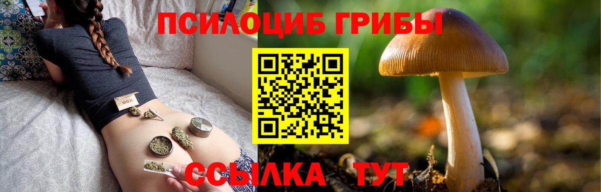 Галлюциногенные грибы Psilocybe  Сосновый Бор 